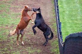 Playful Horses 20070412