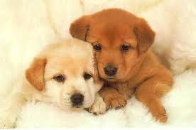   Puppies  