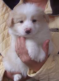 Genetics x26amp The Border Collie and