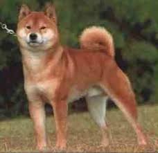Japanese  Shiba   Inu