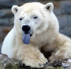 Polar Bears “Endangered” by - via Daymix