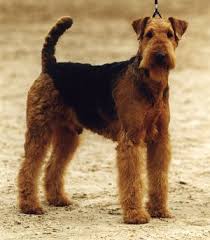   Airedale Terrier    Terrier  
