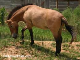 Przewalski  Horse   Wild  Horse  