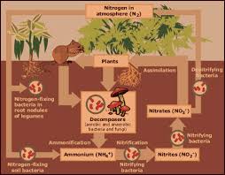   Diagram   shows  nitrogen   cycling    