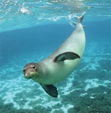 monk_seal.jpg