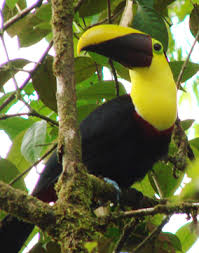 Braulio Carrillo National Park