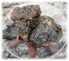 http://www.ayurvedicdietsolutions.com/images/Commiphora_Mukul.jpg