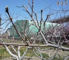 蕾は膨らみかけ、もうじき色を