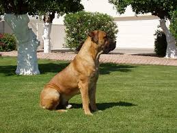 African  Boerboels  