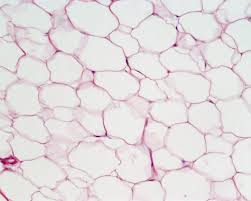 Review of Tissues - via Daymix