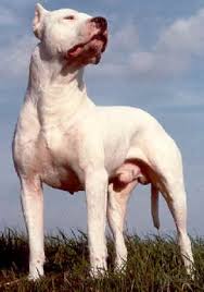      eyes can easily damaged  Dogo   