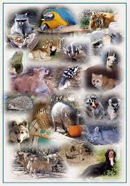 All animals - via Daymix