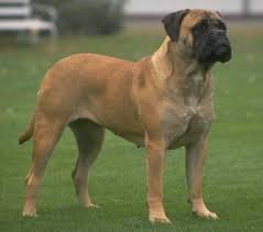   Bull Mastiff   Bullmastiff Picture
