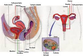 Sexual  Reproduction  