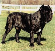      of the  Neapolitan   Mastiff
