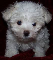 Tags  toy dog  