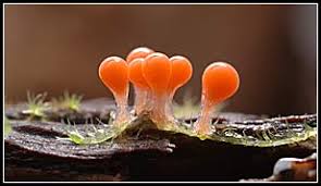 http://www.sanamyan.com/myxomycetes.jpg