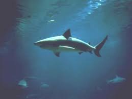 Marine Bio  Bull Shark   Description    