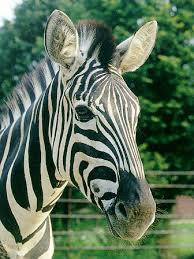 zebra 1