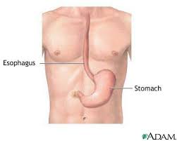   Esophagus   and stomach anatomy