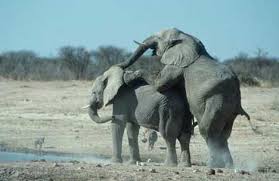 Elephants  Mating  