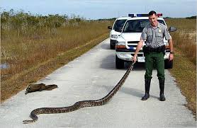ranger with python - via Daymix