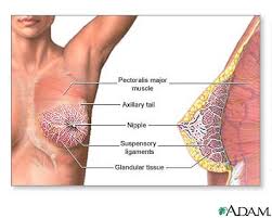 Female  breast , Health