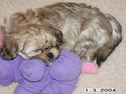   Lhasa Apso   puppies