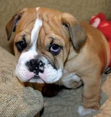 Puppy Breed: Bulldog - via Daymix