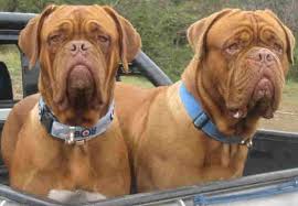 2  dogues de Bordeaux   in back of    