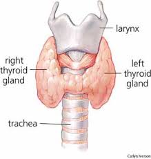  Thyroid 