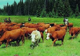 The Cattle - via Daymix