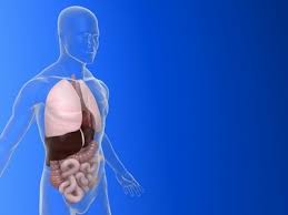  Gallbladder Scan 