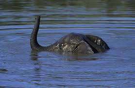 Loch ness monster an elephant - via Daymix