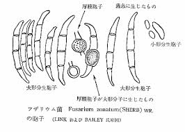 既に病気に犯されたおもとは､
