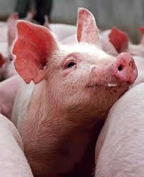 Pigs in India are detected with flu | TopNews