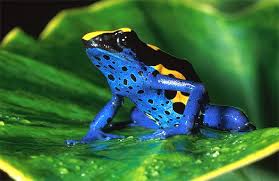 http://images.google.com/images?q=tbn:gPzcQCo46lqf3M:zoltantakacs.com/zt/im/scan/reptiles/25966_340.jpg