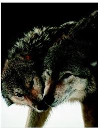 Studies of  animal behavior   seek the