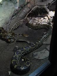 Reticulated Python at - via Daymix