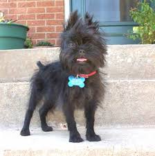 This  affenpinscher   is just too    