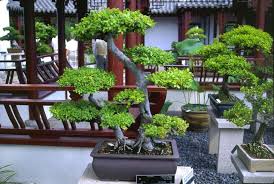 new-bonsai-tips.jpg