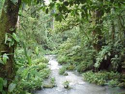 rain forest the understory - via Daymix