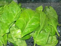 espinacas