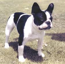 French Bulldog - via Daymix