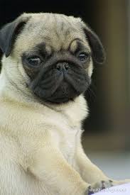 Pug - via Daymix