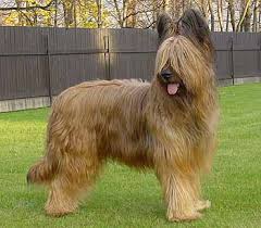Briard Dog Breed Information
