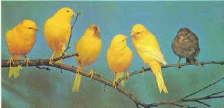   Canary x26s   have a lovely voice and are    