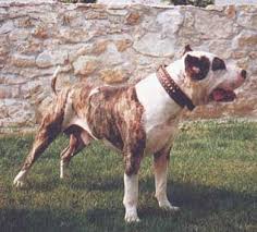 A x26quot  bandog   x26quot kifejez s a k ztudatban    