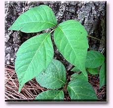 Poison Ivy (Toxicodendron