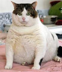 fat cat 2 - via Daymix